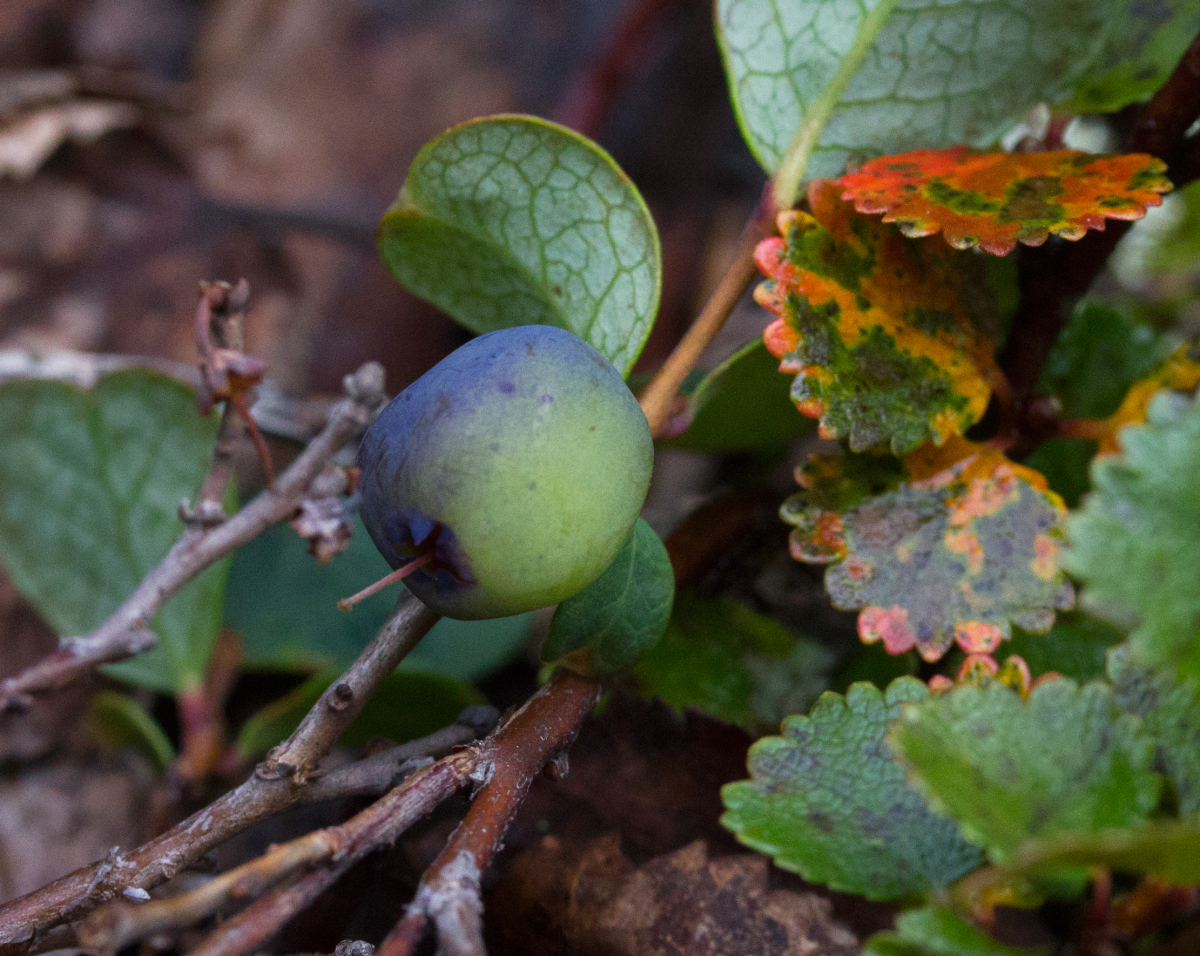 blueberries
