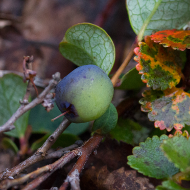 blueberries