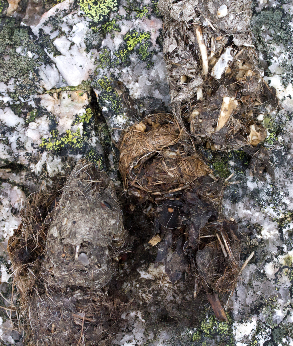 something poops in the woods..