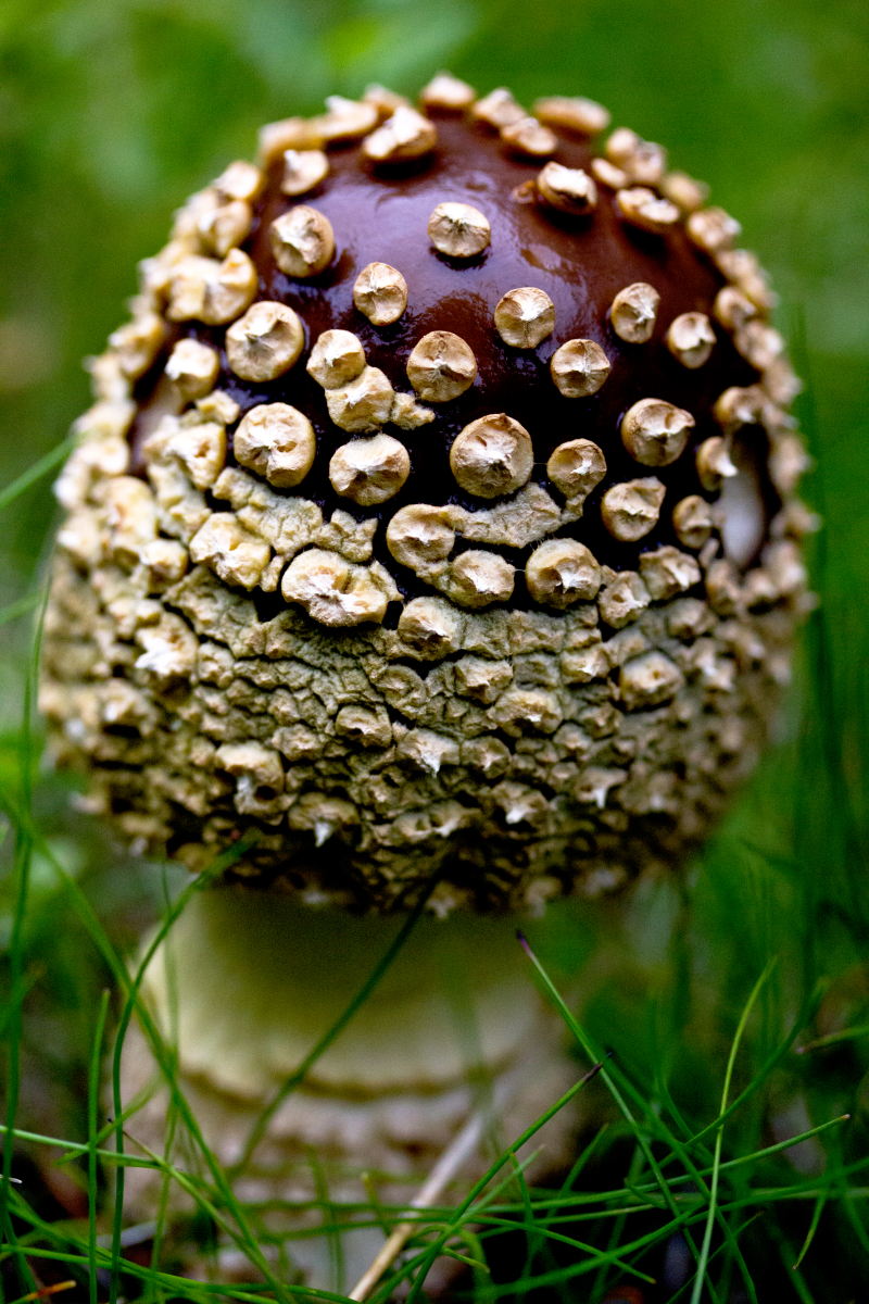 royal fly agaric