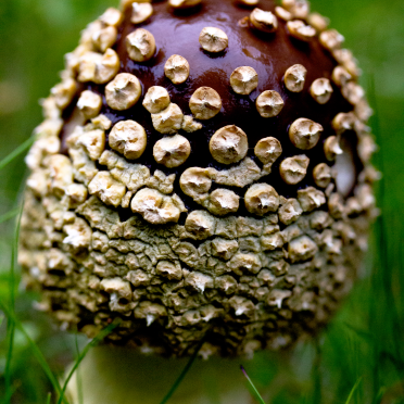 royal fly agaric