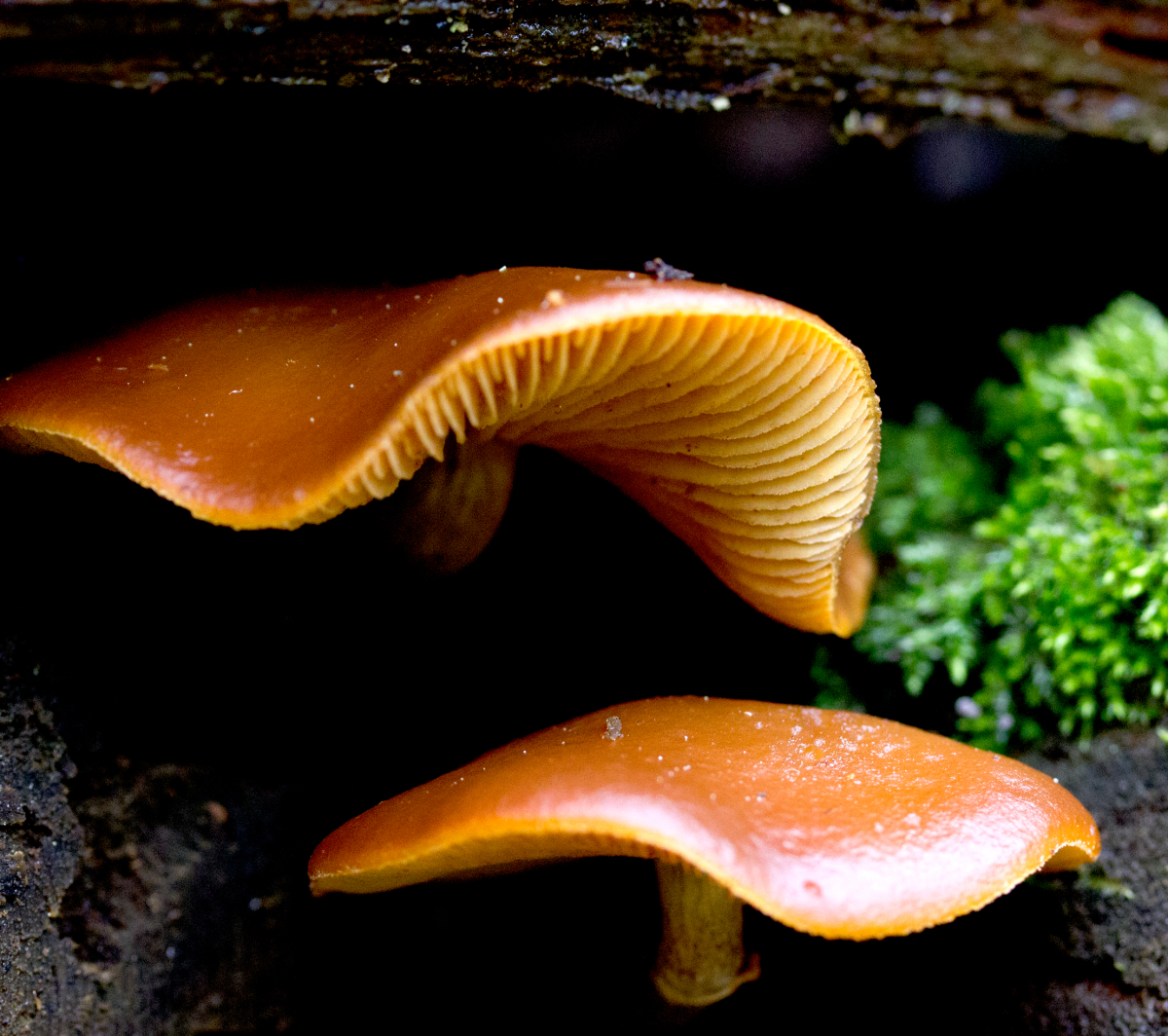 i am a shroom..