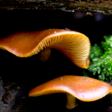 i am a shroom..
