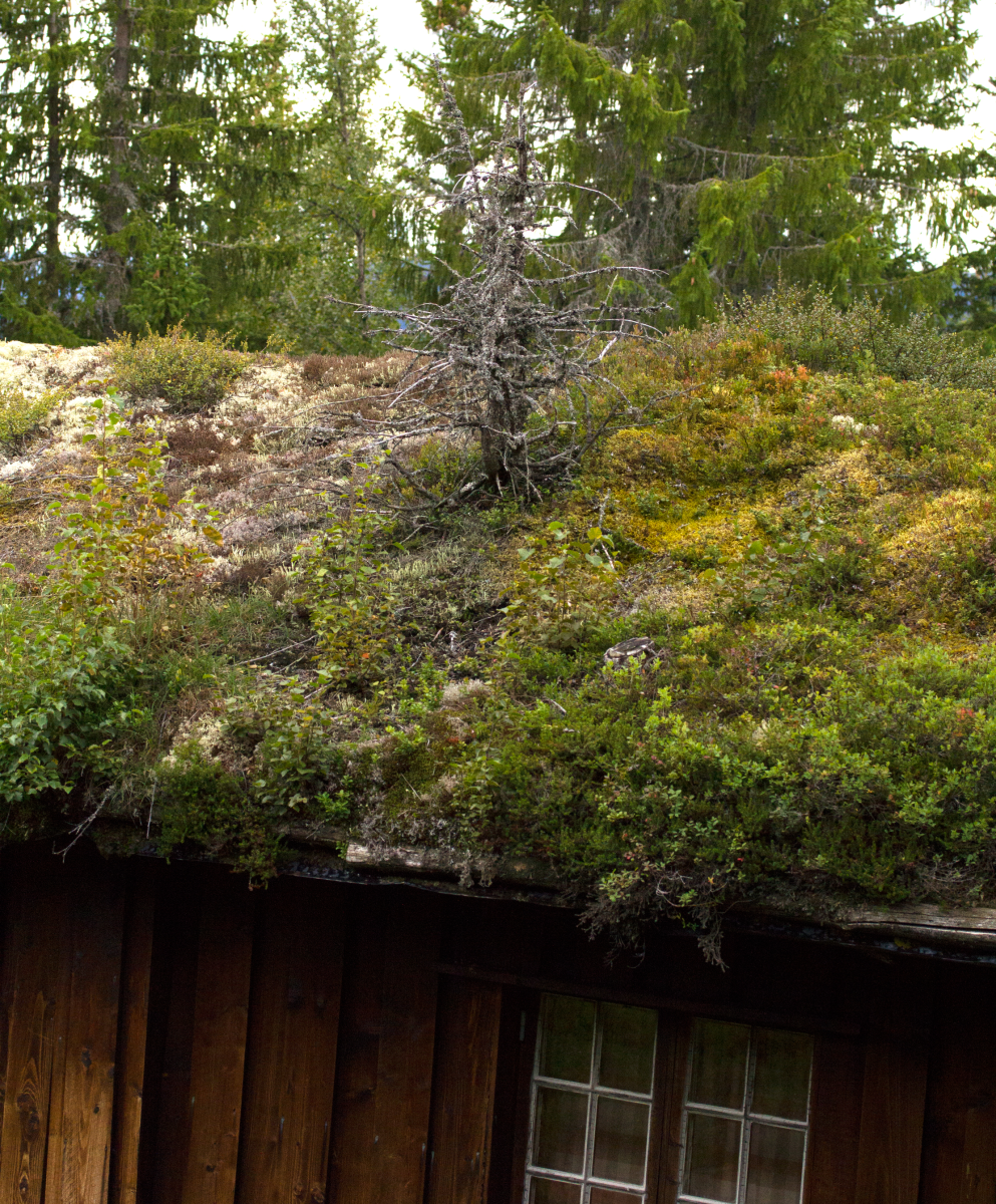 living roof. oldschool. with tree.