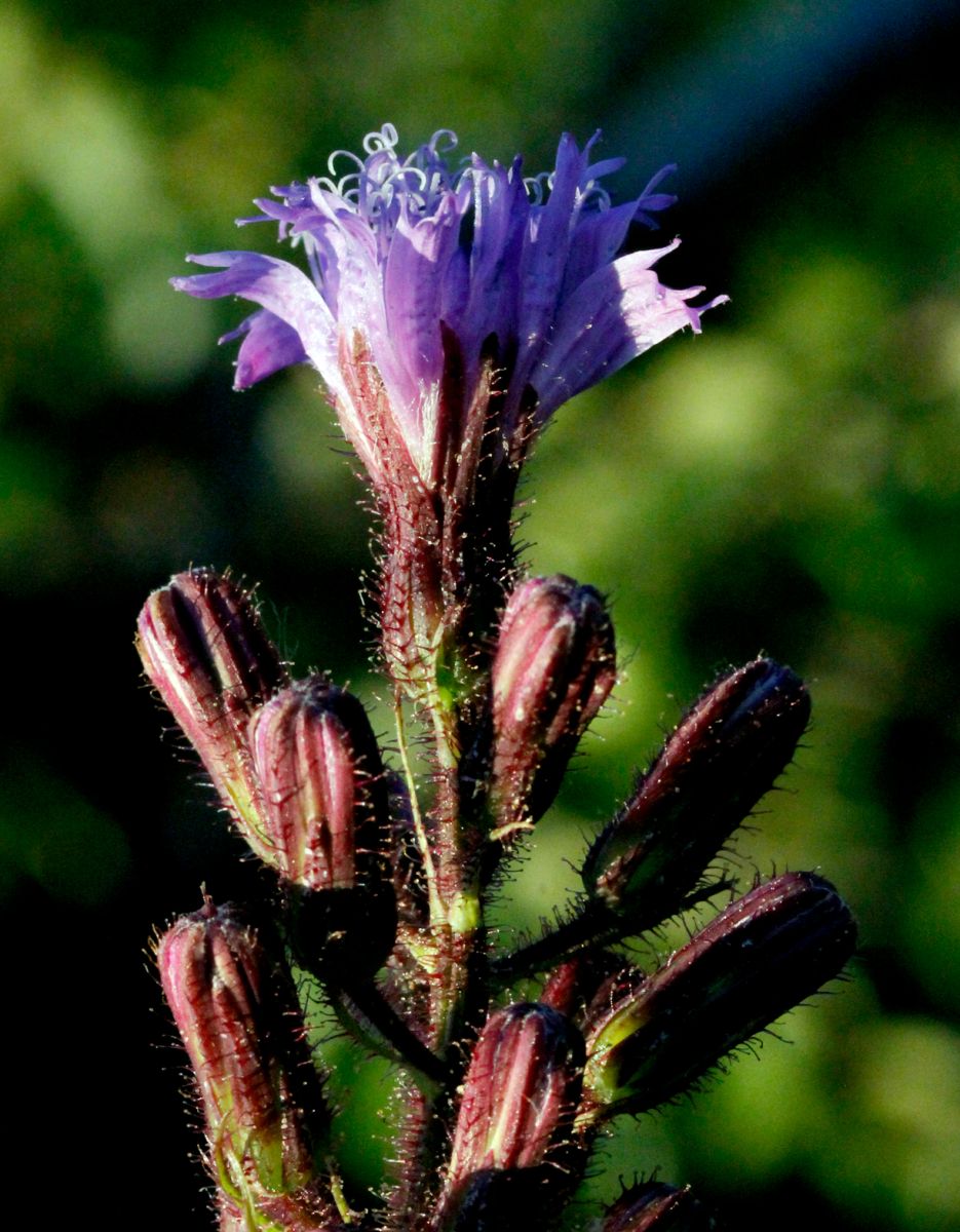 alpine sow-thistle