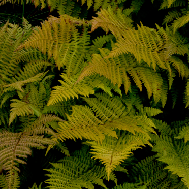fern