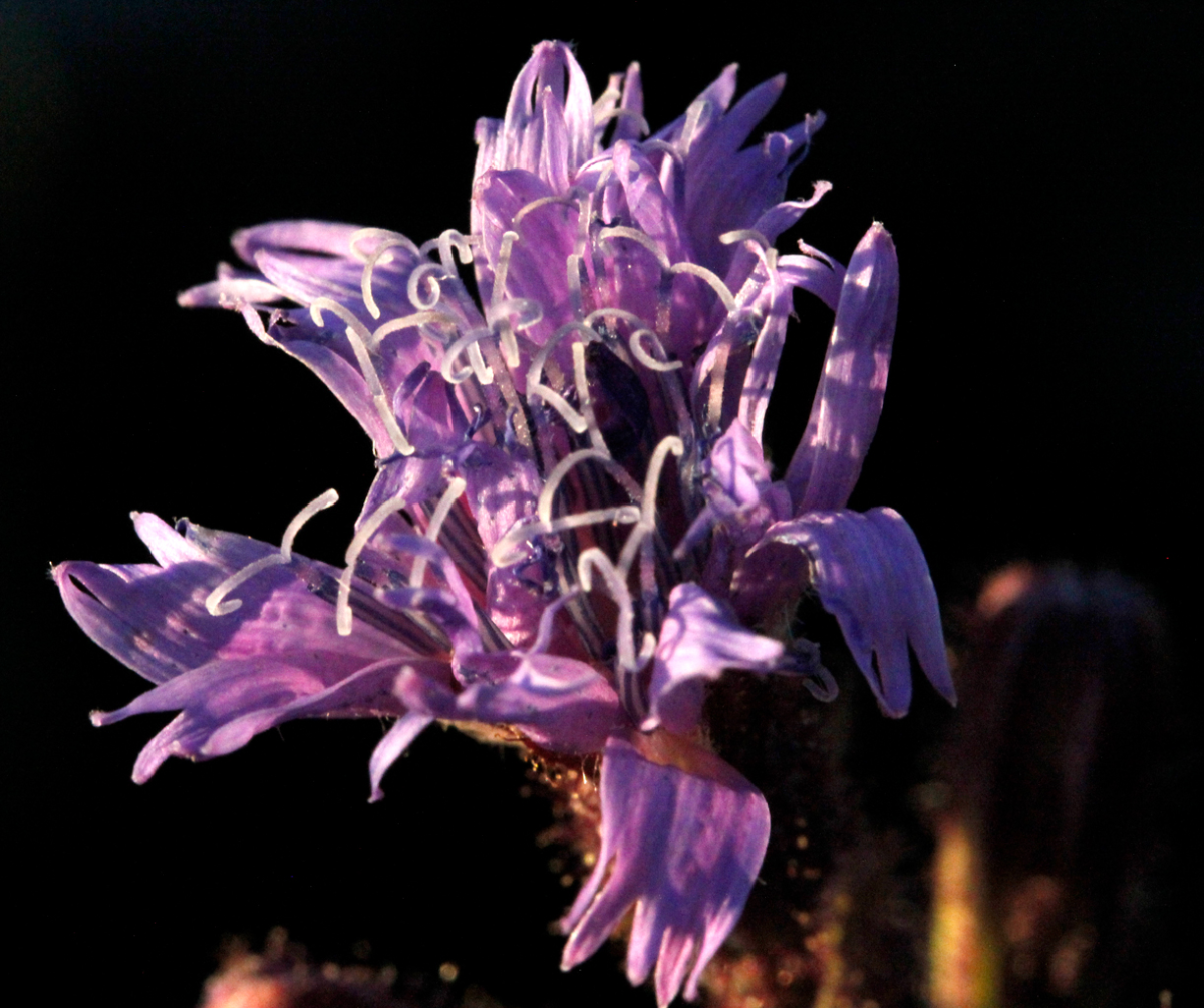 alpine sow-thistle