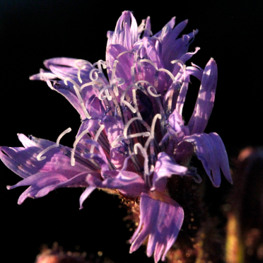alpine sow-thistle