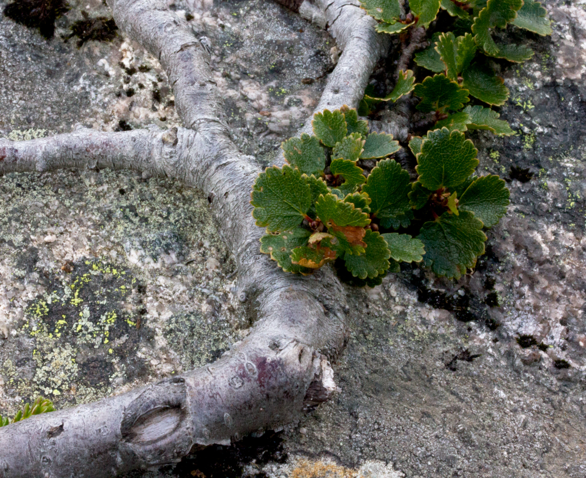 dwarf birch
