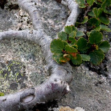 dwarf birch