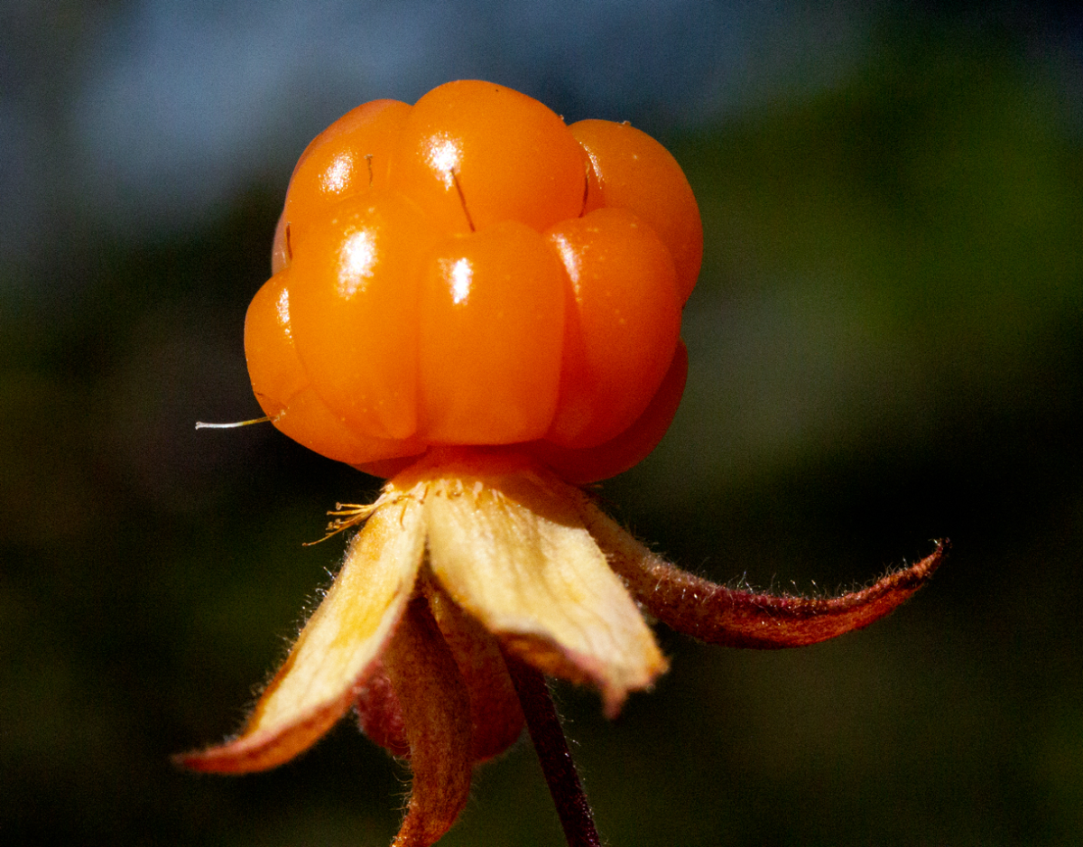 cloudberry
