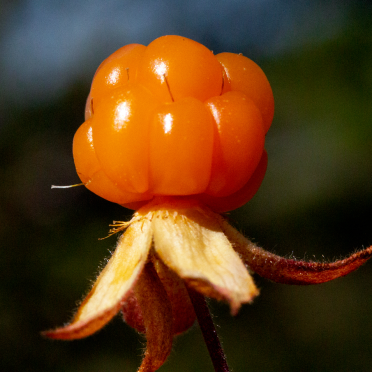 cloudberry