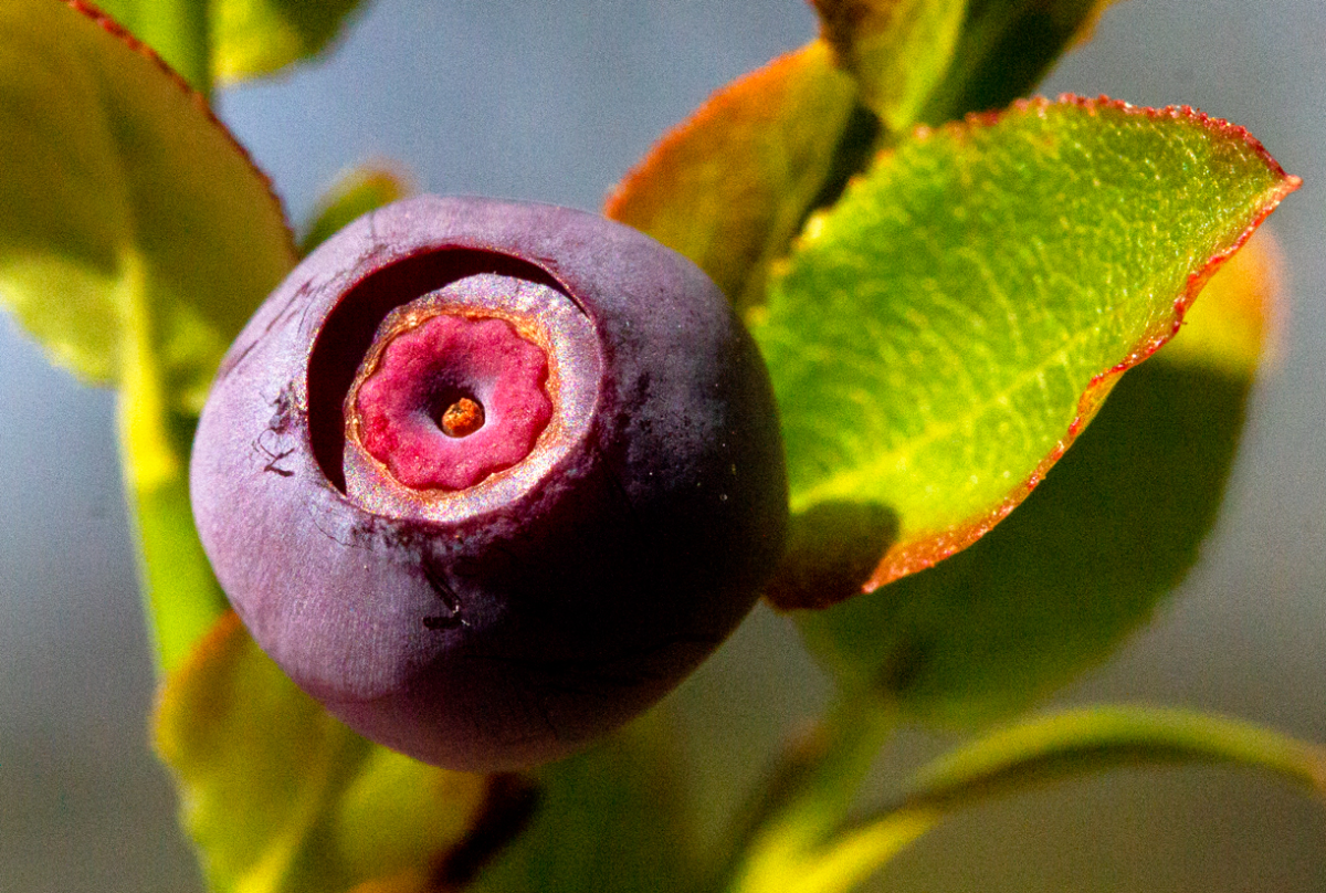 blueberry