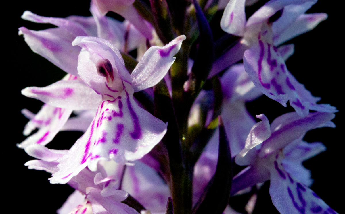 marsh orchids