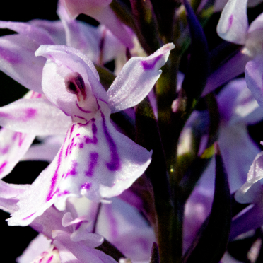 marsh orchids