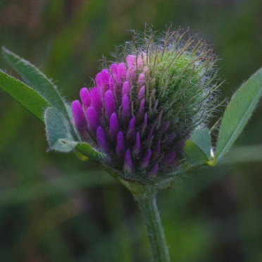 red clover