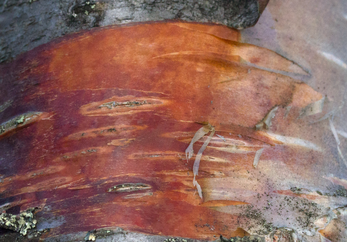 mountain birch