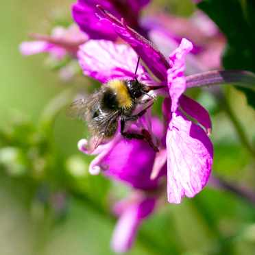bumble bee
