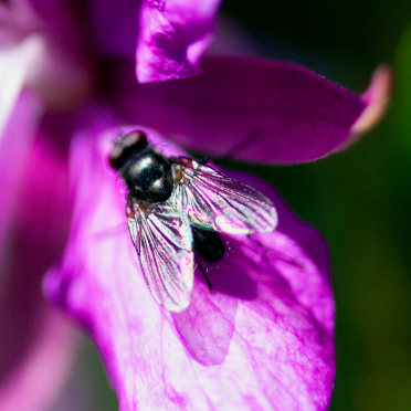 fly
