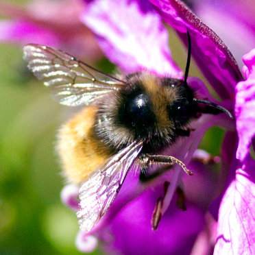 bumble bee