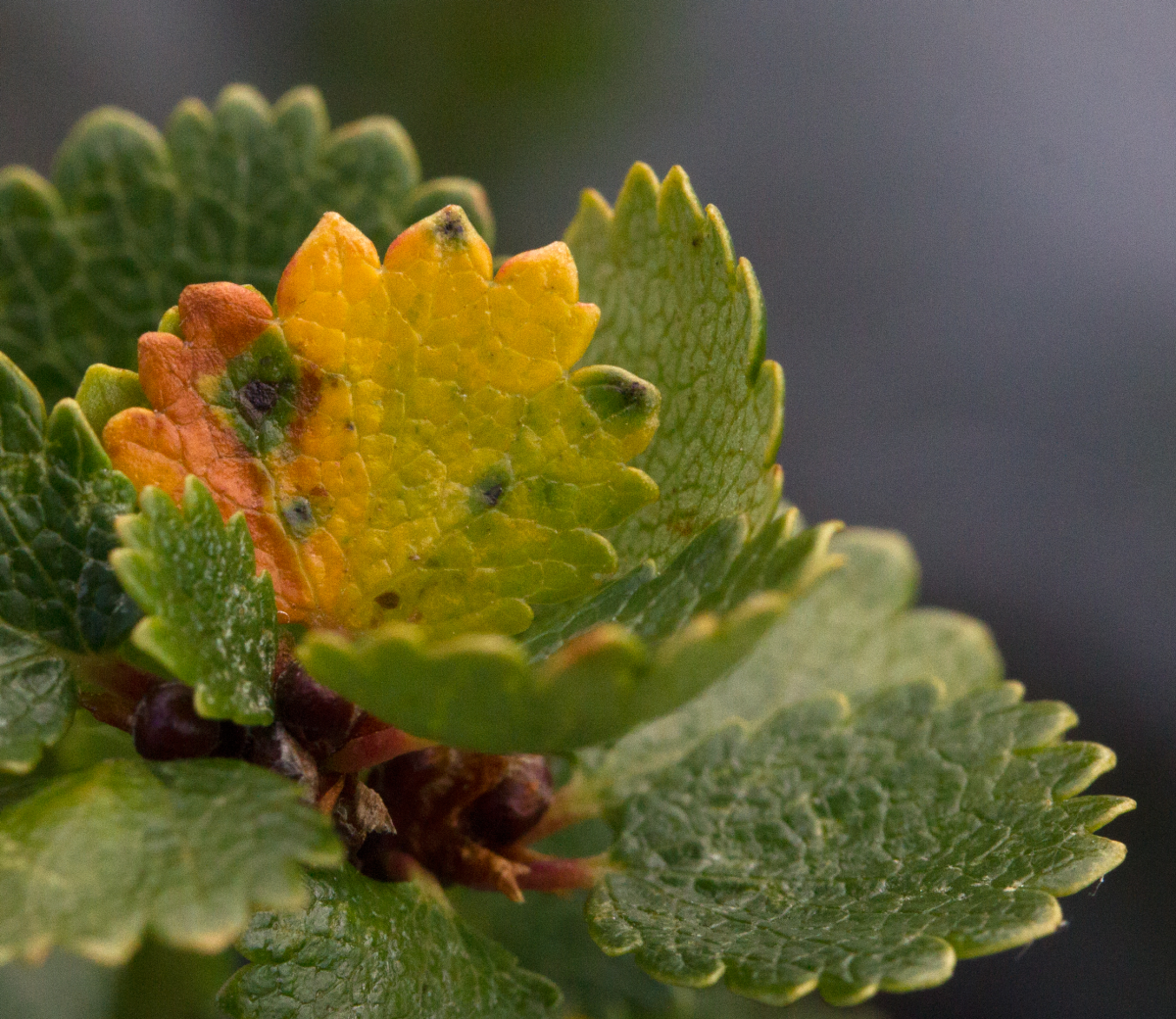 dwarf birch
