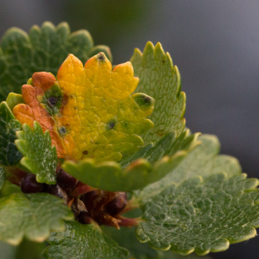 dwarf birch