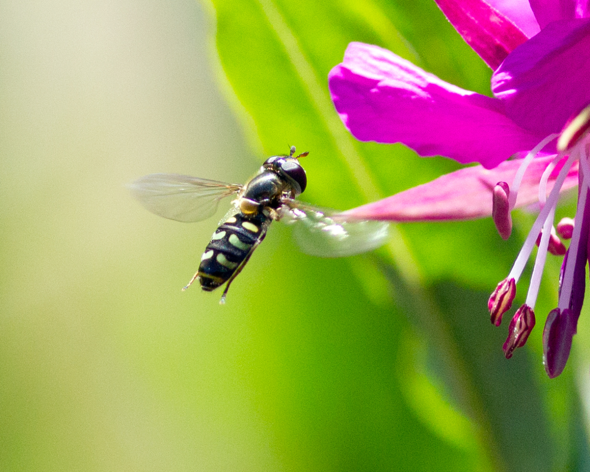 hoverfly