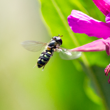 hoverfly