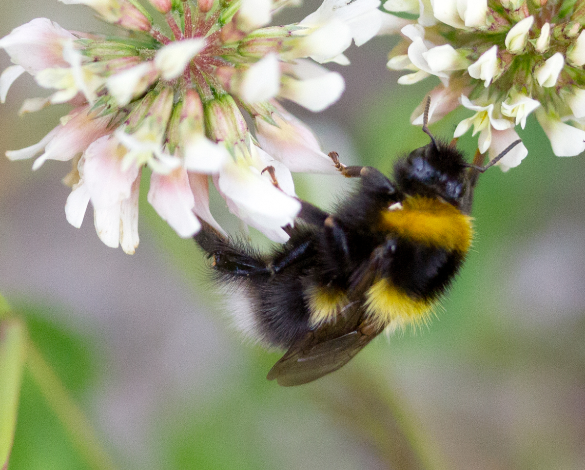 bumble bee –