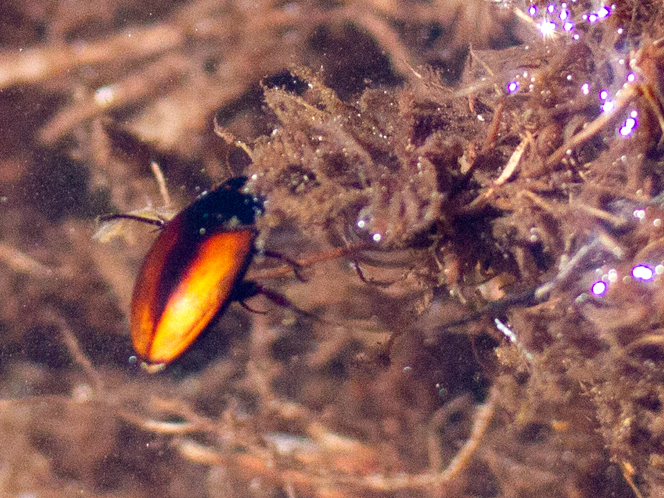 diving beetle