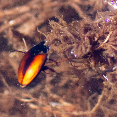 diving beetle