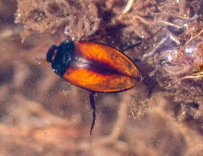 diving beetle