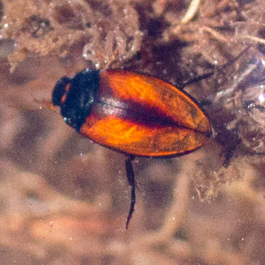 diving beetle