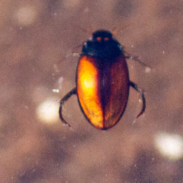 diving beetle