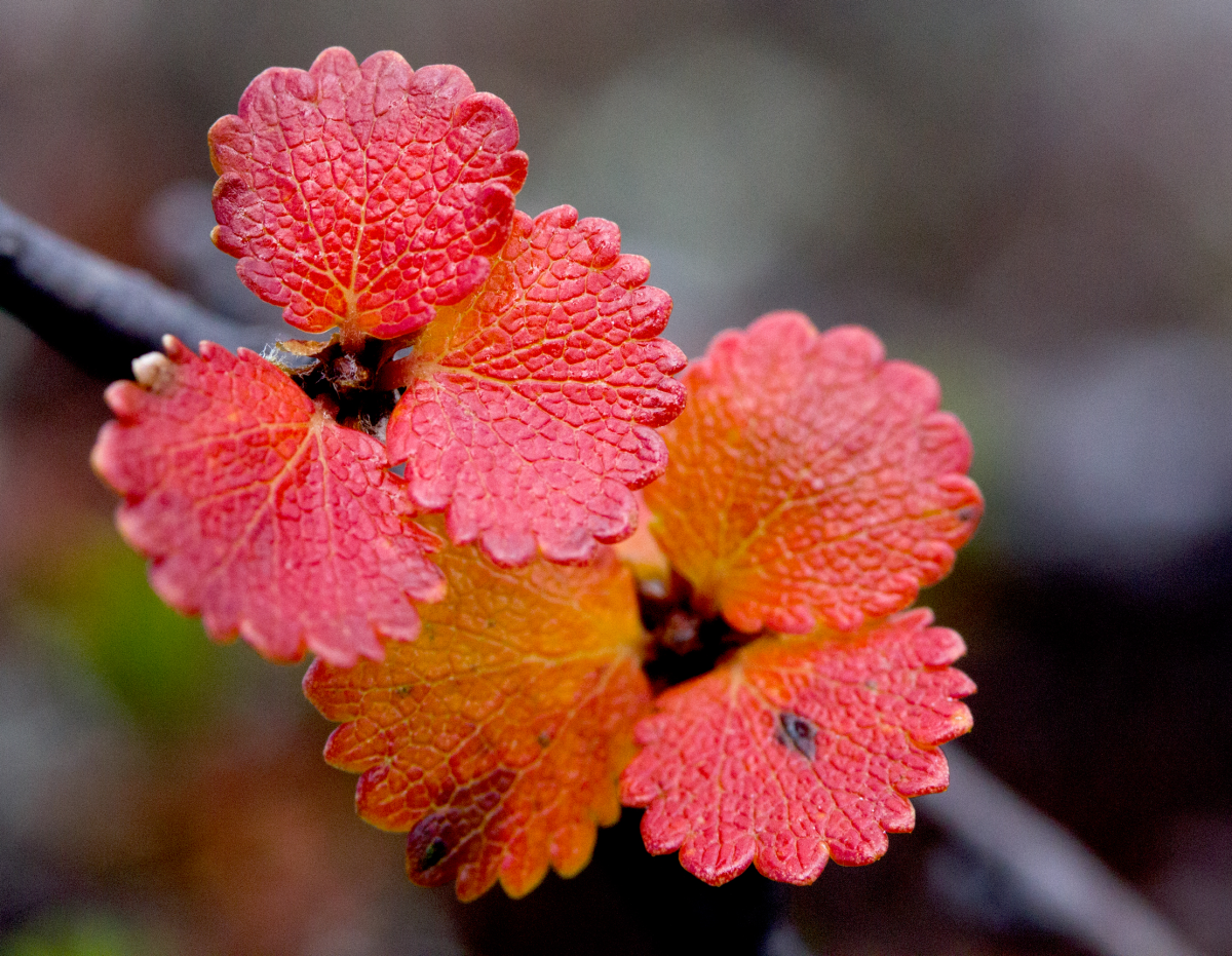 dwarf birch..