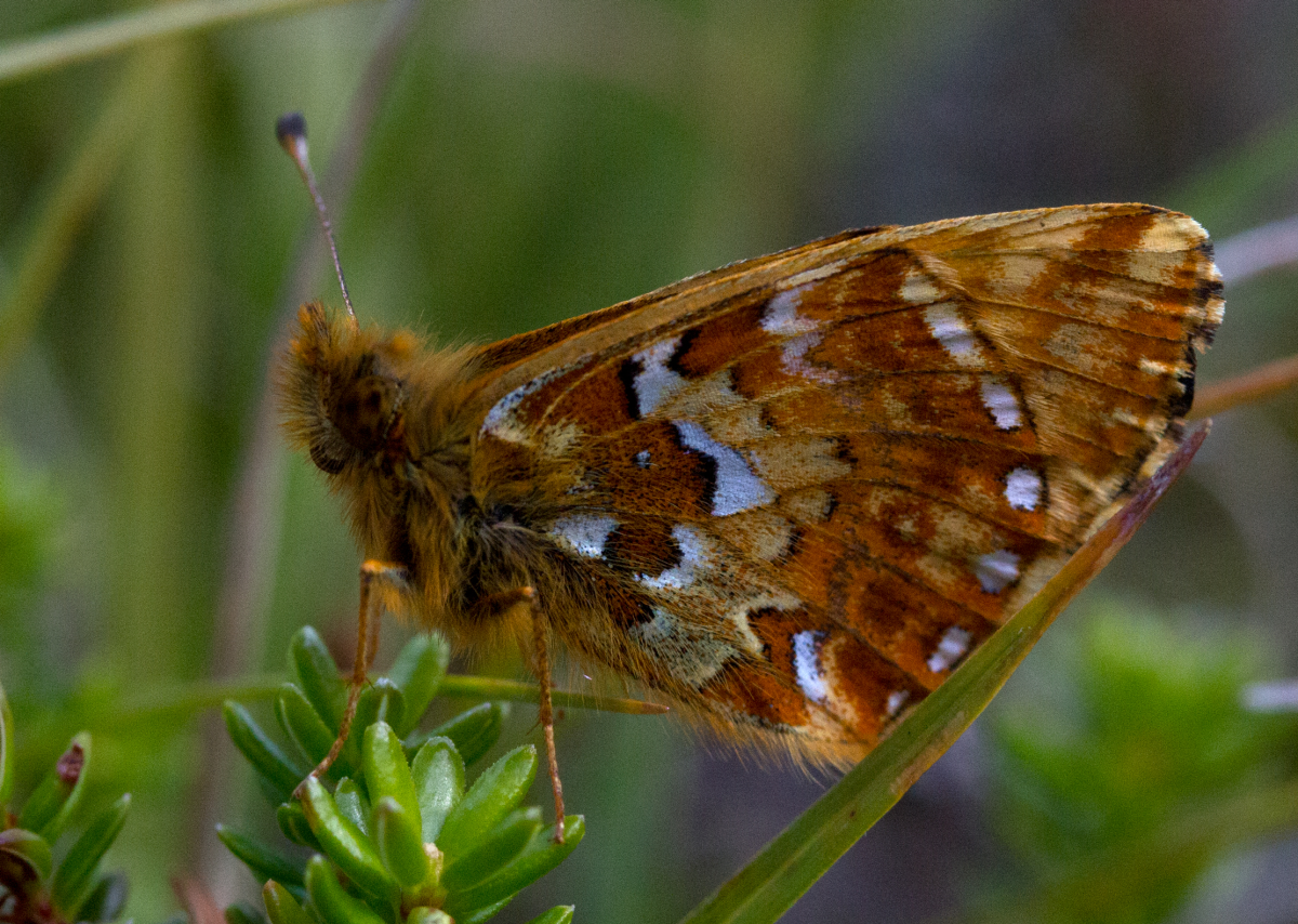 mountain fritillary