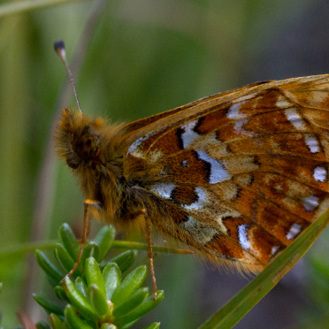 mountain fritillary