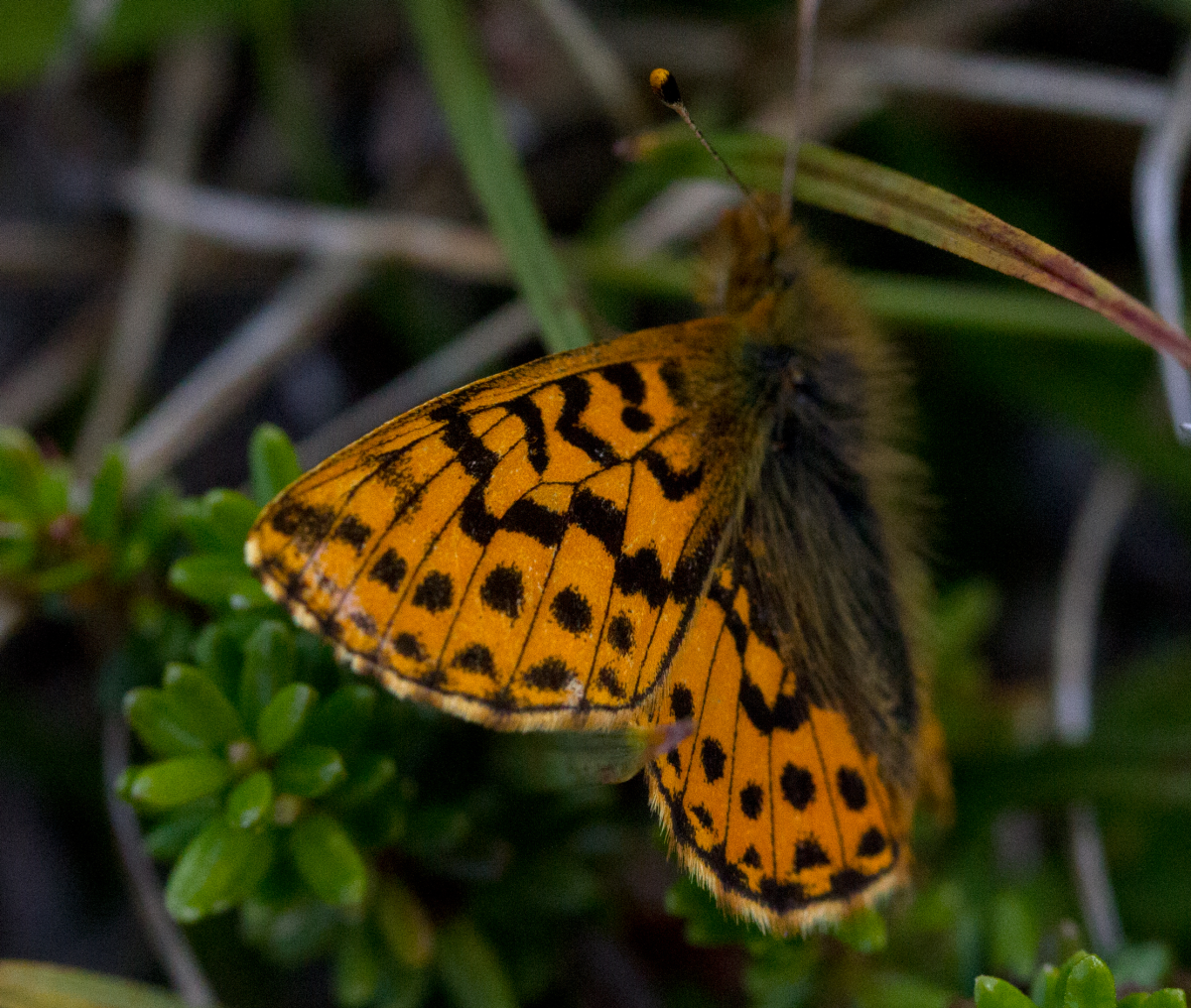 mountain fritillary