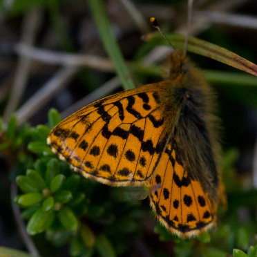 mountain fritillary