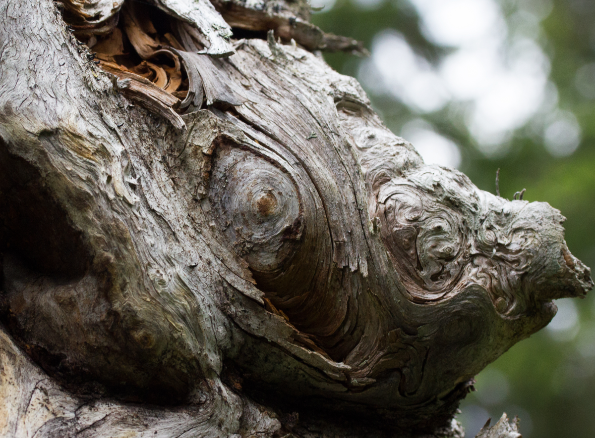 old windfall