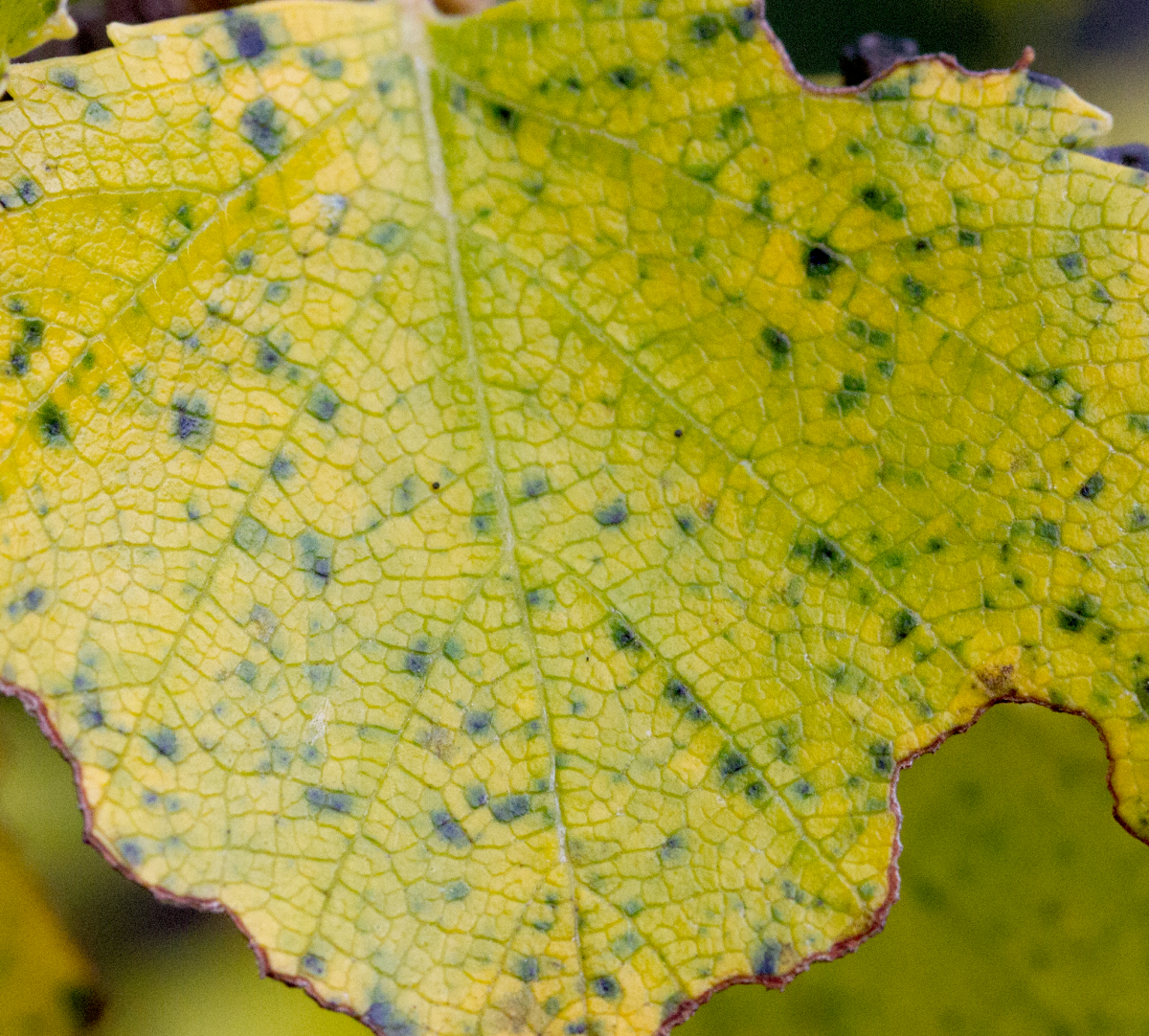 mountain birch
