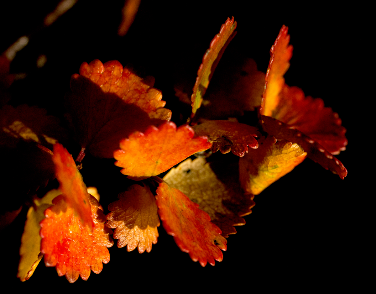 dwarf birch