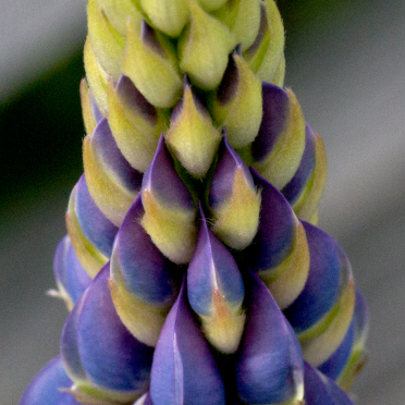 lupin