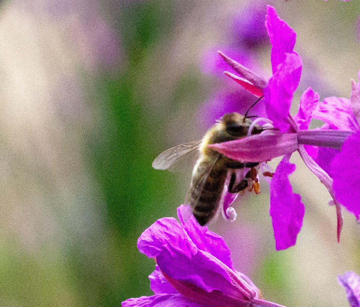bee