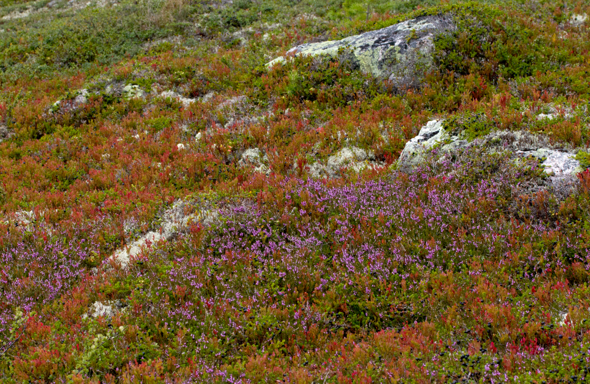heather