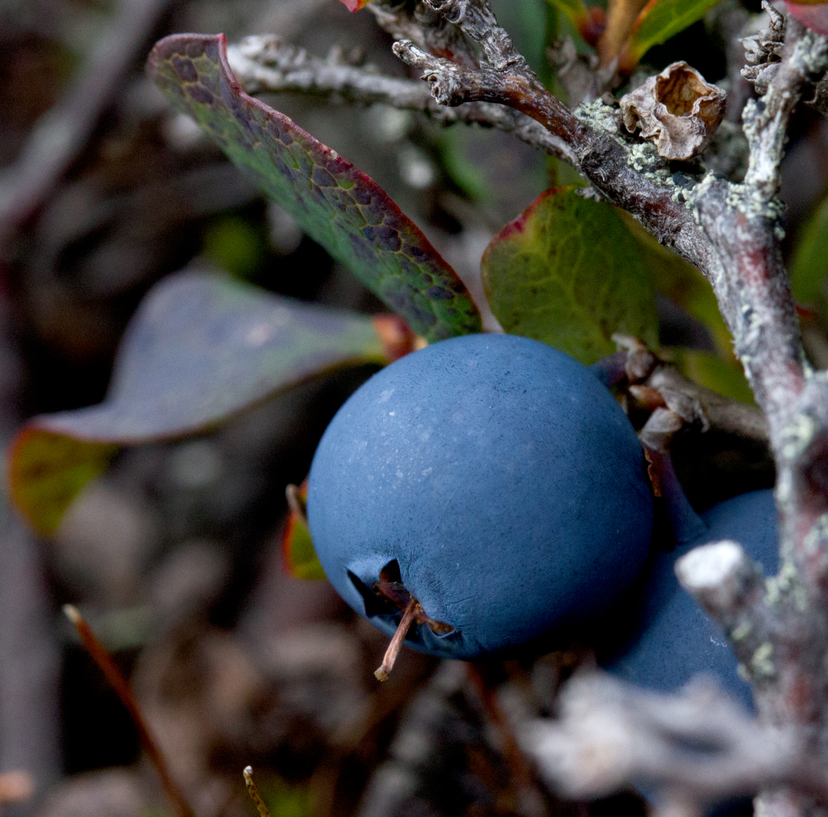blueberries