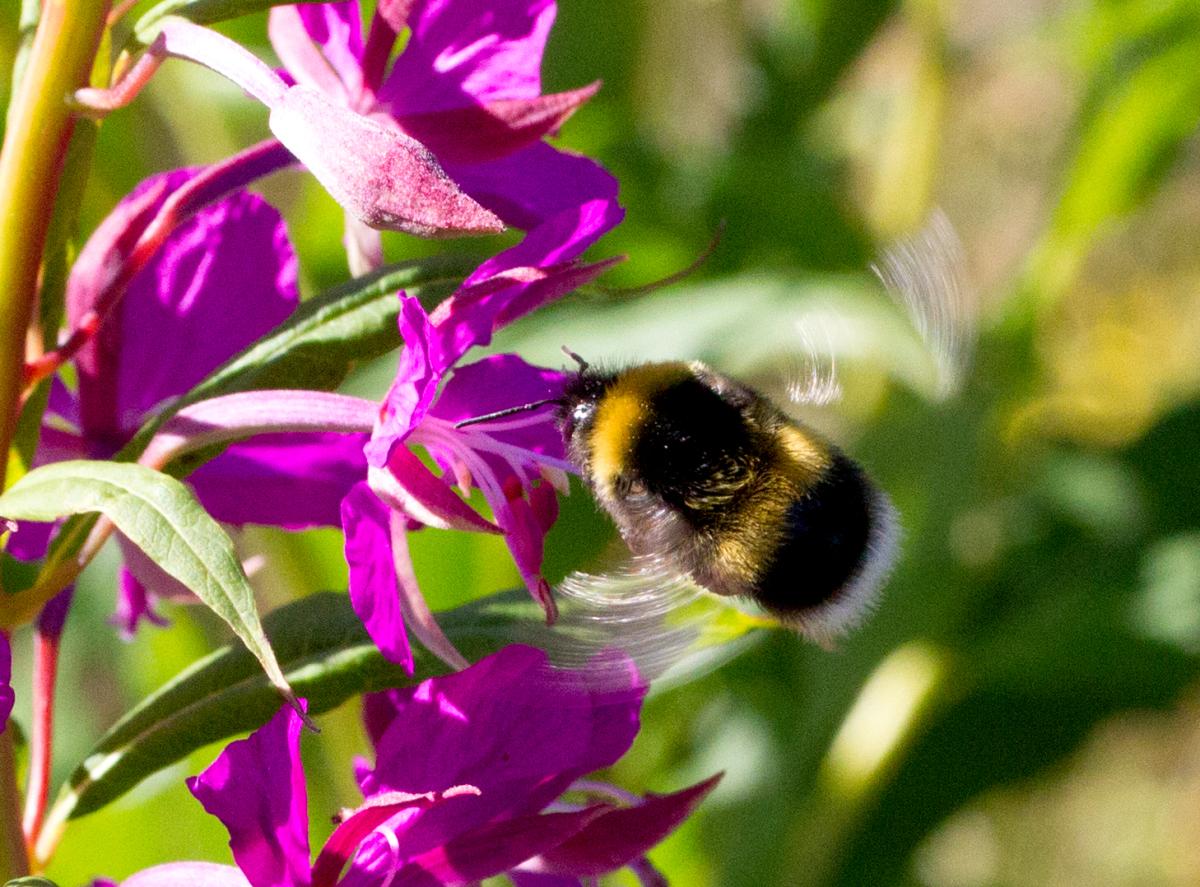 busy, busy bee