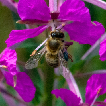 bee
