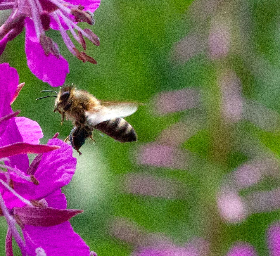 bee