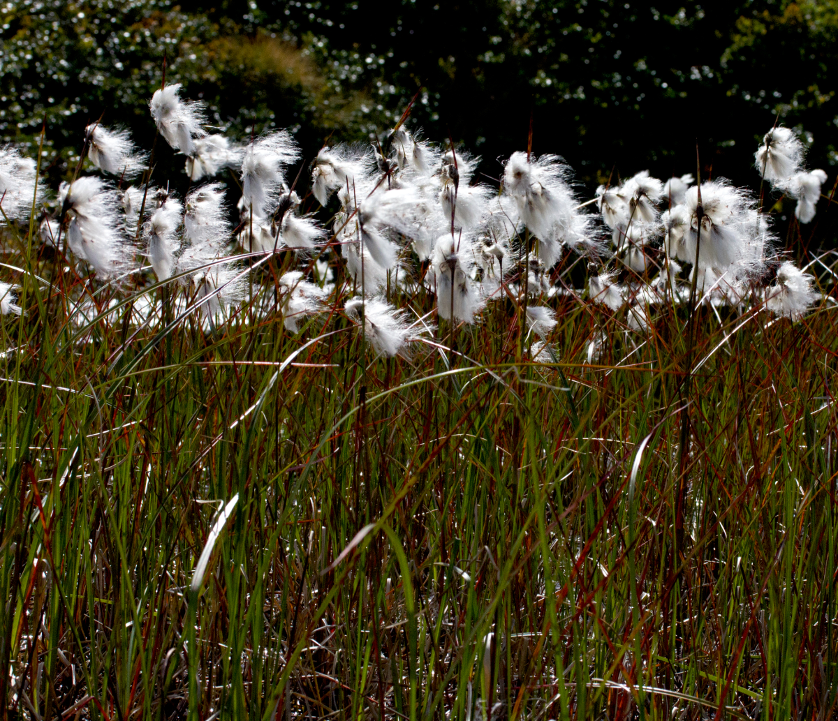 cottongrass